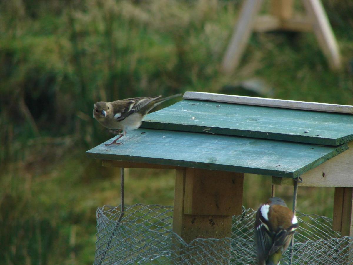 Clifden Wildflower Cottage - Clifden Countryside Lettings ภายนอก รูปภาพ