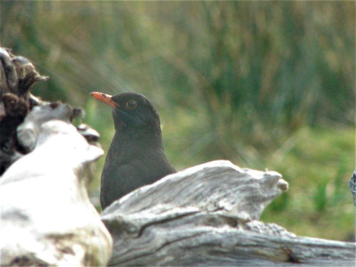 Clifden Wildflower Cottage - Clifden Countryside Lettings ภายนอก รูปภาพ