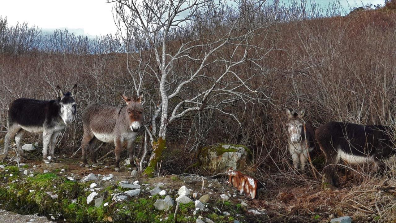 Clifden Wildflower Cottage - Clifden Countryside Lettings ภายนอก รูปภาพ