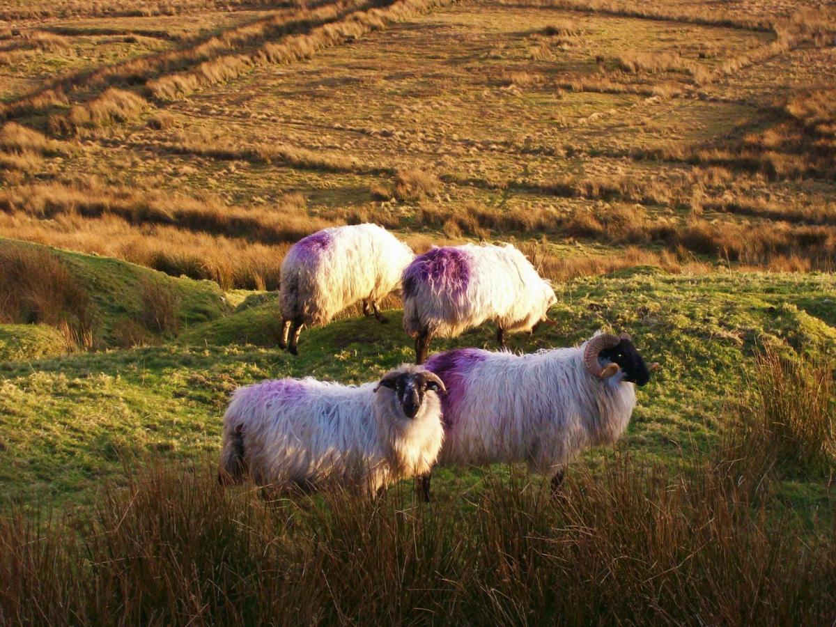 Clifden Wildflower Cottage - Clifden Countryside Lettings ภายนอก รูปภาพ