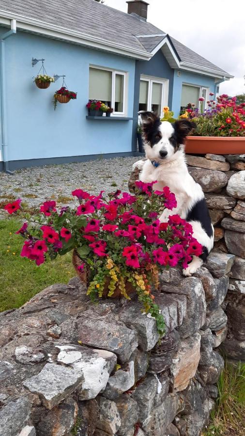 Clifden Wildflower Cottage - Clifden Countryside Lettings ภายนอก รูปภาพ